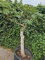 Dikke vijgenboom in pot., Tuin en Terras, Ophalen, In pot