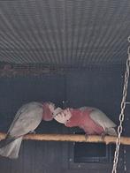 Rose kaketoe kweek koppel, Dieren en Toebehoren, Meerdere dieren, Papegaai, Geringd