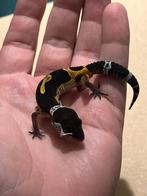 Trio luipaardgecko’s bn cross, Dieren en Toebehoren, Hagedis, Tam, 0 tot 2 jaar