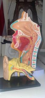 Anatomie de l'oreille et du nez, Ophalen of Verzenden, Zo goed als nieuw