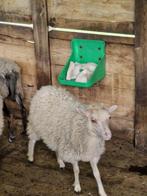 Ouessant ooi, Vrouwelijk, Schaap, 0 tot 2 jaar