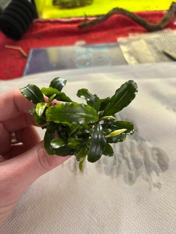 Bucephalandra sp ‘Blue Green’ beschikbaar voor biedingen