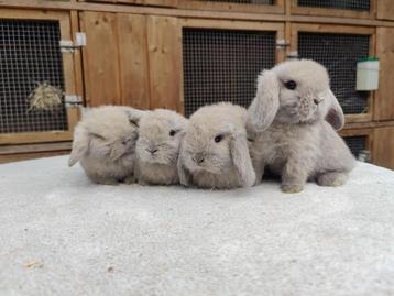 Lieve handtamme Nederlands Hangoor Dwerg konijntjes 