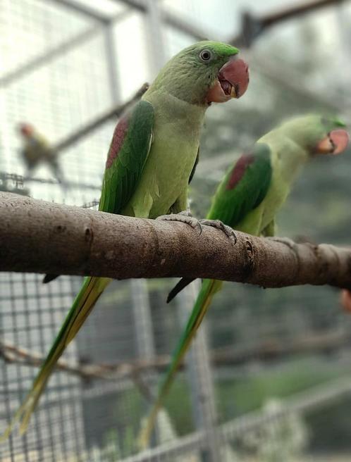 Alexander parkieten, Dieren en Toebehoren, Vogels | Parkieten en Papegaaien, Parkiet, Tam
