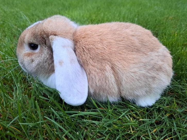 Nederlandse Hangoordwerg - Voedster, Dieren en Toebehoren, Konijnen, Dwerg, Vrouwelijk, 0 tot 2 jaar, Hangoor
