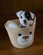 Chiots jack russell, Particulier, Parvovirose, 8 à 15 semaines, Plusieurs