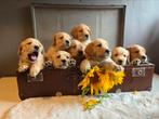 Prachtige Labradoodle Puppy’s, Dieren en Toebehoren, België, Fokker | Hobbymatig, Overige rassen, 8 tot 15 weken