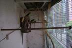 Turquasine, Meerdere dieren, Parkiet