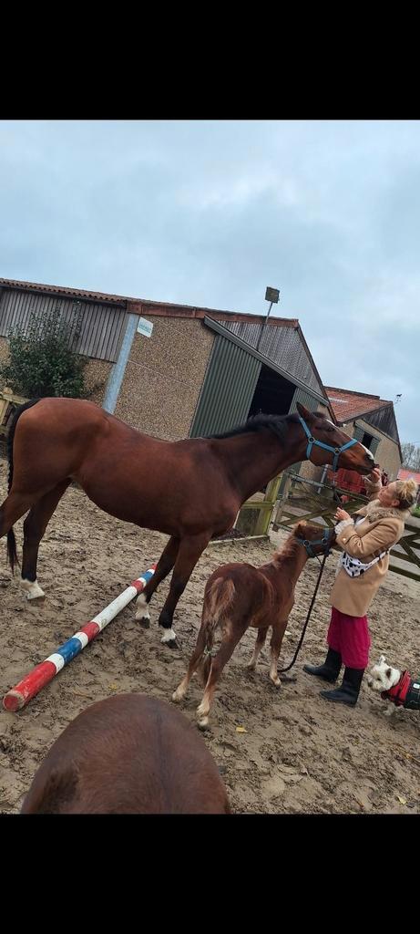 st kruis  brugge   halve stal gezocht ( NIET TE KOOP ), Dieren en Toebehoren, Paarden
