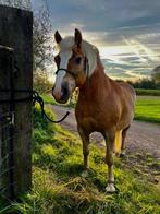 Opzoek naar TIJDELIJK weidemaatje, Mise à l'étable, 1 cheval ou poney