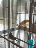 Kanarie man te koop - mooie zanger, Mannelijk, Kleurkanarie