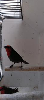 Roodkoppapegaaiamadine, Dieren en Toebehoren, Vogels | Overige Vogels