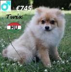 Petit Spitz "Twix, Boo et Loki" recherchent un gentil mâitre, 15 semaines à 1 an, Loulou, Chien (mâle), Parvovirose