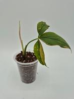 Syngonium red spot, Ophalen of Verzenden