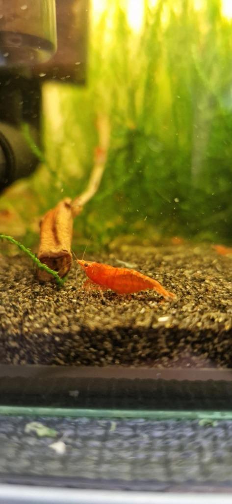 Vuurgarnaal (Neocaridina), Dieren en Toebehoren, Vissen | Aquariumvissen, Zoetwatervis, Kreeft, Krab of Garnaal, Schoolvis