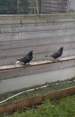 Afghan duiven, Animaux & Accessoires, Oiseaux | Pigeons