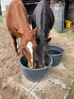 Weide in Waasland gezocht, Weidegang, 2 of 3 paarden of pony's