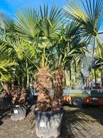 Palmboom Trachycarpus Fortunei 2 stam, Tuin en Terras, Halfschaduw, Ophalen, Palmboom