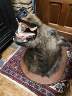 Tête de sanglier 80cm, Enlèvement, Comme neuf