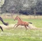 klein hengstveulen van Bon Bolero x Romanov, Dieren en Toebehoren, Paarden, Minder dan 160 cm, Met stamboom, Dressuurpaard, 0 tot 2 jaar