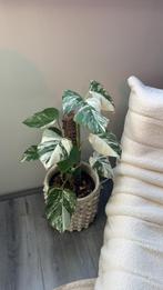 Monstera albo variegata, Huis en Inrichting, Kamerplanten, Ophalen