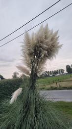 Pluimen, Ophalen