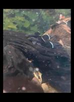 L181 pleco, Dieren en Toebehoren