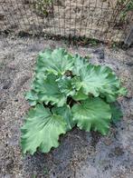 Jonge Rabarberplant 1,5jaar, Tuin en Terras, Planten | Tuinplanten, Ophalen, Volle zon, Vaste plant, Fruitplanten