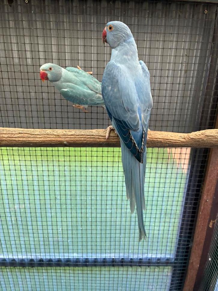 Halsbandparkieten, Dieren en Toebehoren, Vogels | Parkieten en Papegaaien, Parkiet, Meerdere dieren, Geringd