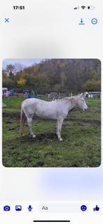 Cheval, Cheval de dressage, Vermifugé, 11 ans ou plus, Moins de 160 cm