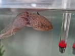 Axolotl Baby Wildkleur (Mannetje), Dieren en Toebehoren, Amfibie, Tam, 0 tot 2 jaar
