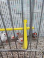 Zebravinken, Dieren en Toebehoren, Vogels | Kanaries, Mannelijk, Bastaard