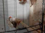 4 zebravink  poppen, Animaux & Accessoires, Oiseaux | Oiseaux Autre, Femelle, Oiseau tropical