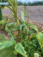 Banannenplanten, Tuin en Terras, Bloembollen en Zaden, Ophalen