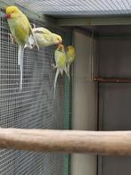 6 Jonge halsband parkieten, Dieren en Toebehoren, Vogels | Parkieten en Papegaaien, Geslacht onbekend, Parkiet, Geringd