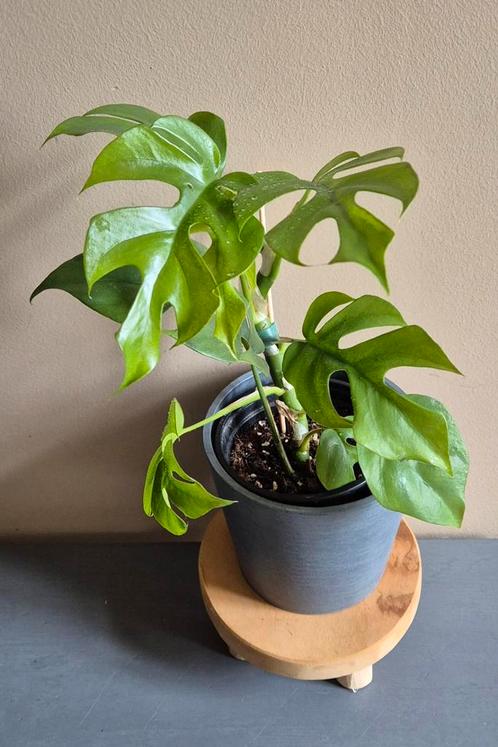 Raphidophora tetrasperma ( monstera minima), Huis en Inrichting, Kamerplanten, Ophalen of Verzenden