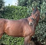 Fijne, meewerkende en brave ruin met potentie ‼️, Dieren en Toebehoren, Paarden, B, Gechipt, Ruin, Recreatiepaard