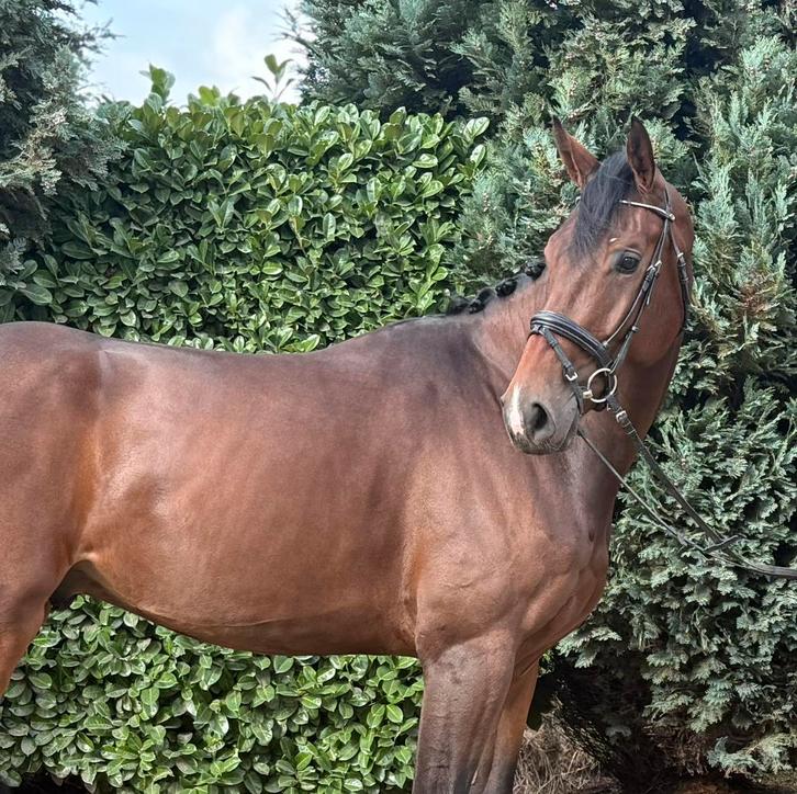 Fijne, meewerkende en brave ruin met potentie ‼️, Dieren en Toebehoren, Paarden, Ruin, B, 170 tot 175 cm, 3 tot 6 jaar, Recreatiepaard