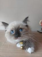 Ragdoll kitten, Poes, Gechipt, 0 tot 2 jaar