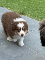 Miniatuur American shepherd - aussie, Dieren en Toebehoren, België, Reu, CDV (hondenziekte), 8 tot 15 weken