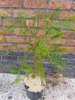 Kustsequoia boompjes te koop, Tuin en Terras, Bloeit niet, Overige soorten, Minder dan 100 cm, Ophalen