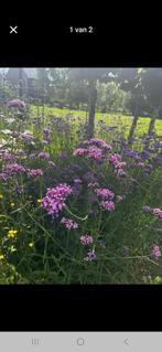 verbena bonariensis, Tuin en Terras, Planten | Tuinplanten, Ophalen