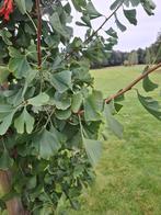 Ginkgo biloba, Tuin en Terras, Planten | Bomen, Ophalen