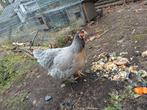 1.5a leghen voor een nieuw gezin, Dieren en Toebehoren, Pluimvee