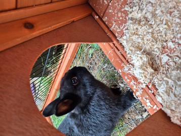 Kleurdwerg konijntje  beschikbaar voor biedingen