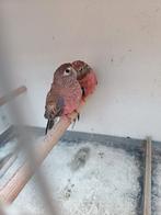 Bourkes, Dieren en Toebehoren