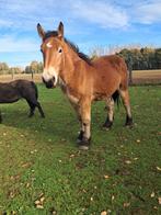 Knap trekpaard, Dieren en Toebehoren