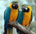 ❤️❤️❤️  KOPPEL  BLAUWGELE ARA  S, Dieren en Toebehoren, Vogels | Parkieten en Papegaaien, Papegaai, Pratend, Vrouwelijk