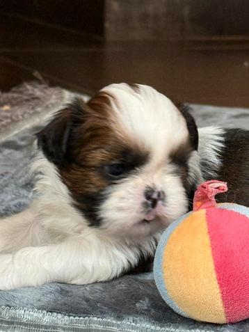 Shih Tzu pups beschikbaar voor biedingen
