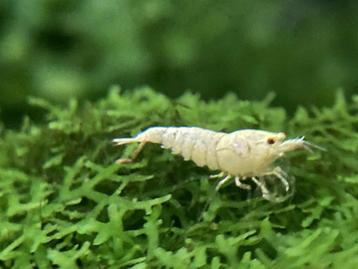 Pwl garnalen, Homard, Crabe ou Crevette, Poisson d'eau douce